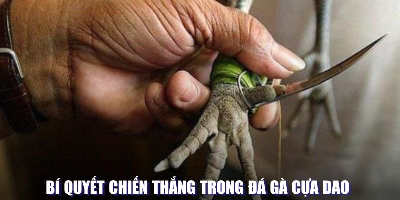 Bí quyết chiến thắng trong đá gà cựa giao