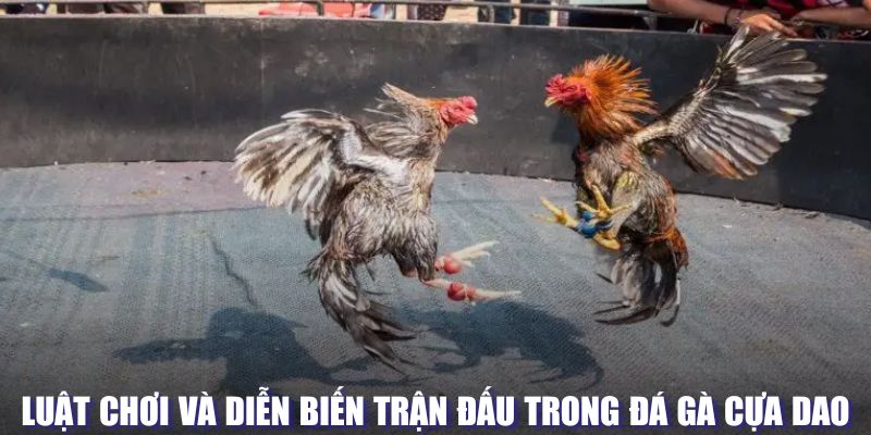 Luật chơi và cách thức trong đá gà cựa dao