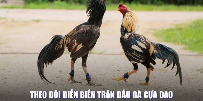 Theo dõi diễn biến trận đấu cựa dao