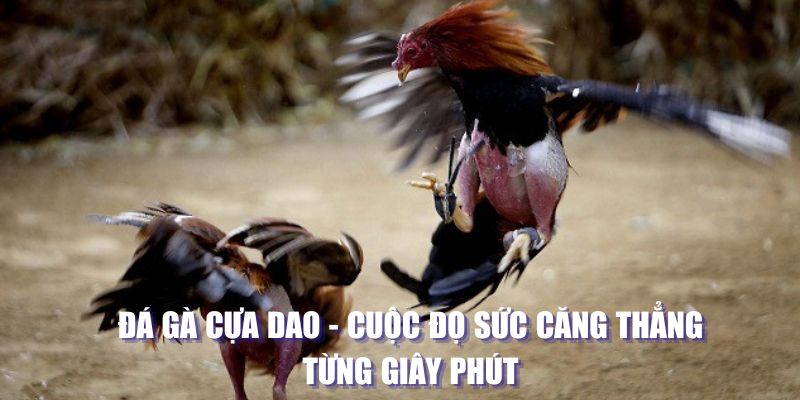 Đà gà cựa dao