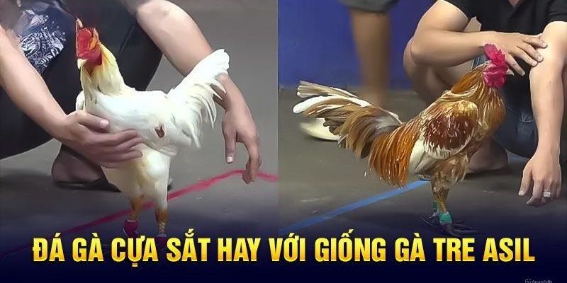 Đấu chiến kê cựa sắt hay cùng gà tre Asil