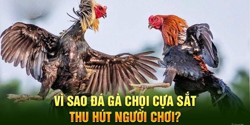 Lý do giúp cho đấu chiến kê cựa sắt thu hút đông đảo thành viên 