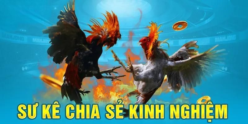 Quan sát cẩn thận màn tranh tài giữa các chiến kê