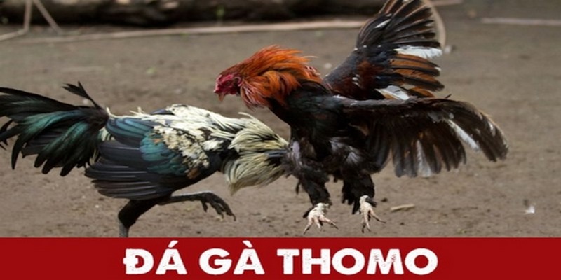 Sơ lược về sảnh chơi đá gà Thomo nổi trội nhất